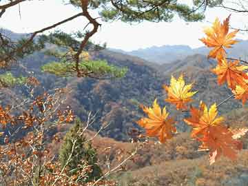 最新奇痒，一场探寻内心平静的奇妙旅程
