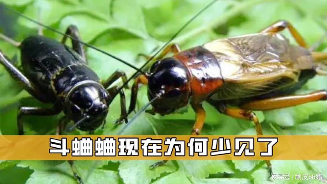 2024蛐蛐最新视频回顾，引领潮流的前瞻性内容