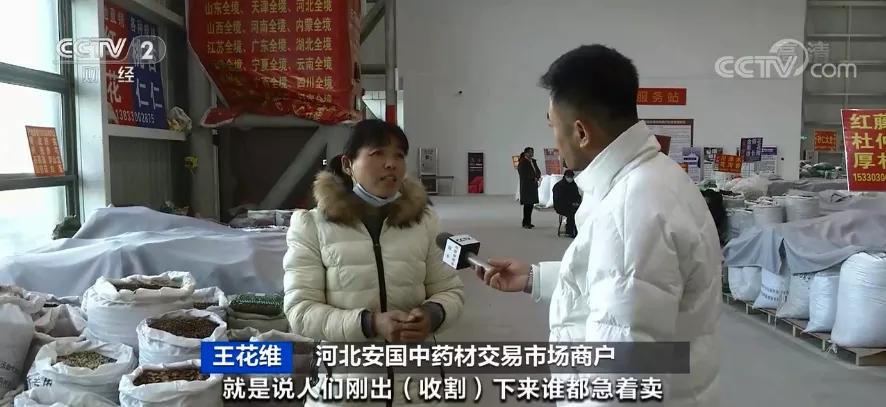 安国黄连价格动态与中药材市场观察分析